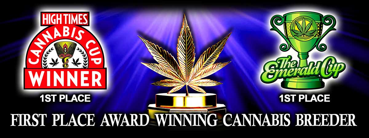 High THC Exotic marijuana genetics