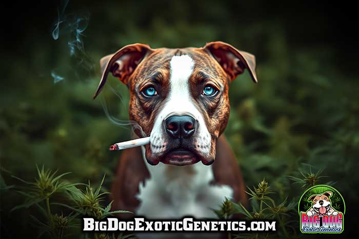 Big Dog Banner #3