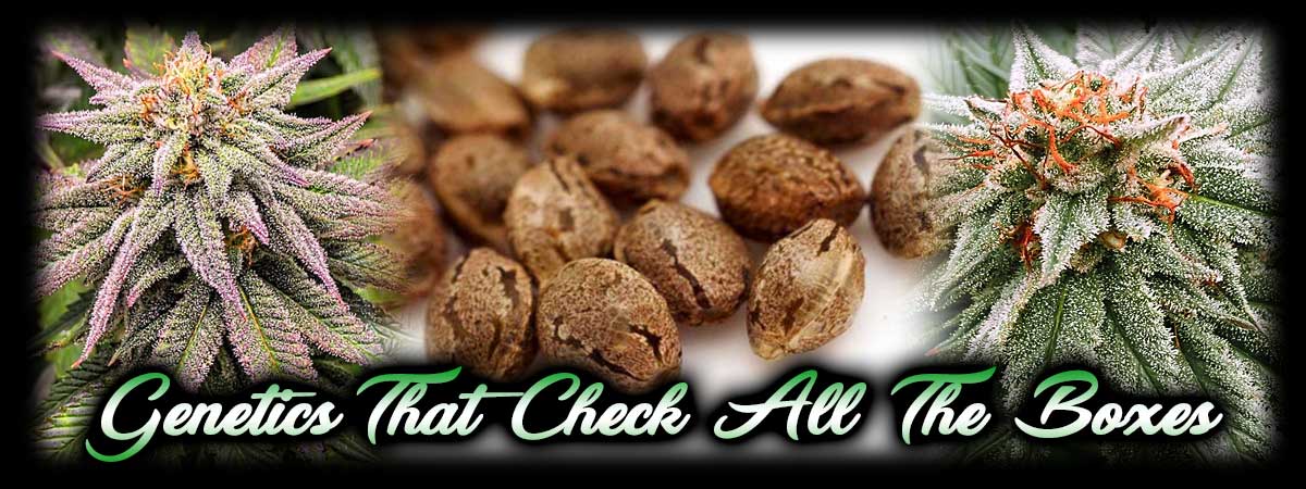 Buy Legal High THC Cannabis Seeds Online