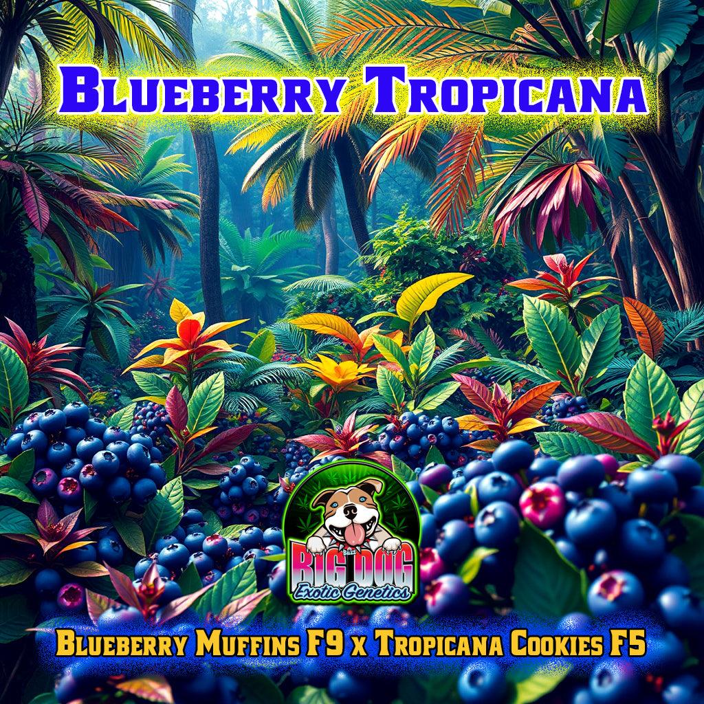 Blueberry Tropicana - Big Dog Novelties