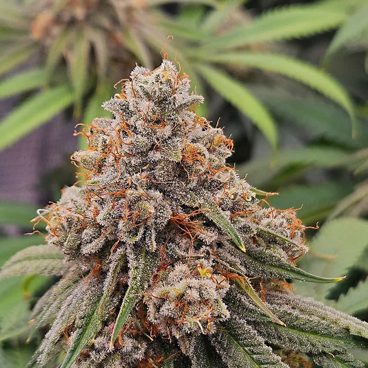 🔥NEW🔥 Tropicana Pound Cake