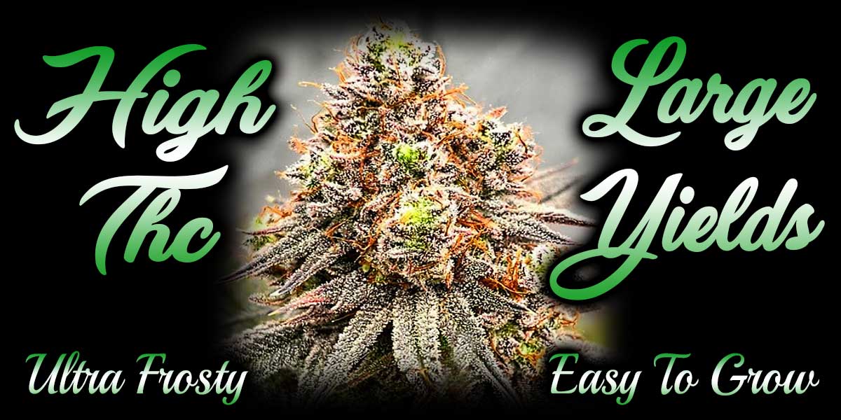Buy Legal High THC Cannabis Seeds Online