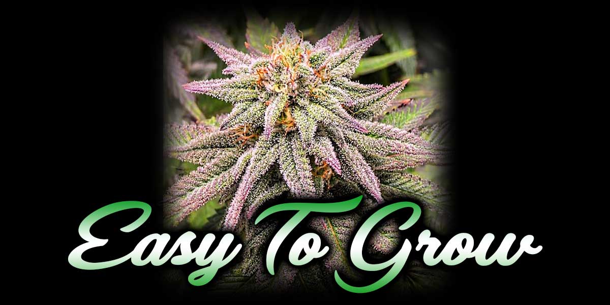Buy Legal High THC Cannabis Seeds Online