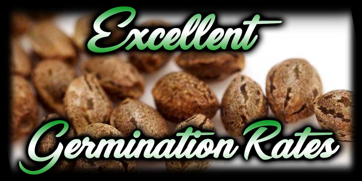 Buy Legal High THC Cannabis Seeds Online