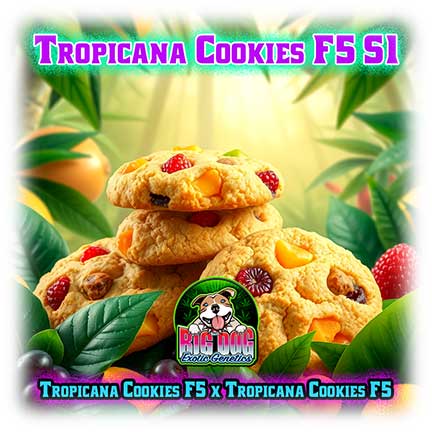 Big Dog Exotic Genetics Tropicana Cookies F5 Crosses
