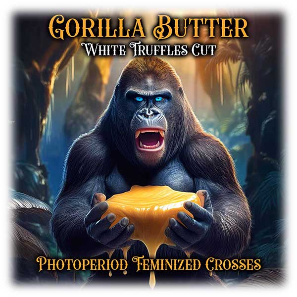 Big Dog Exotic Genetics White Truffle Crosses