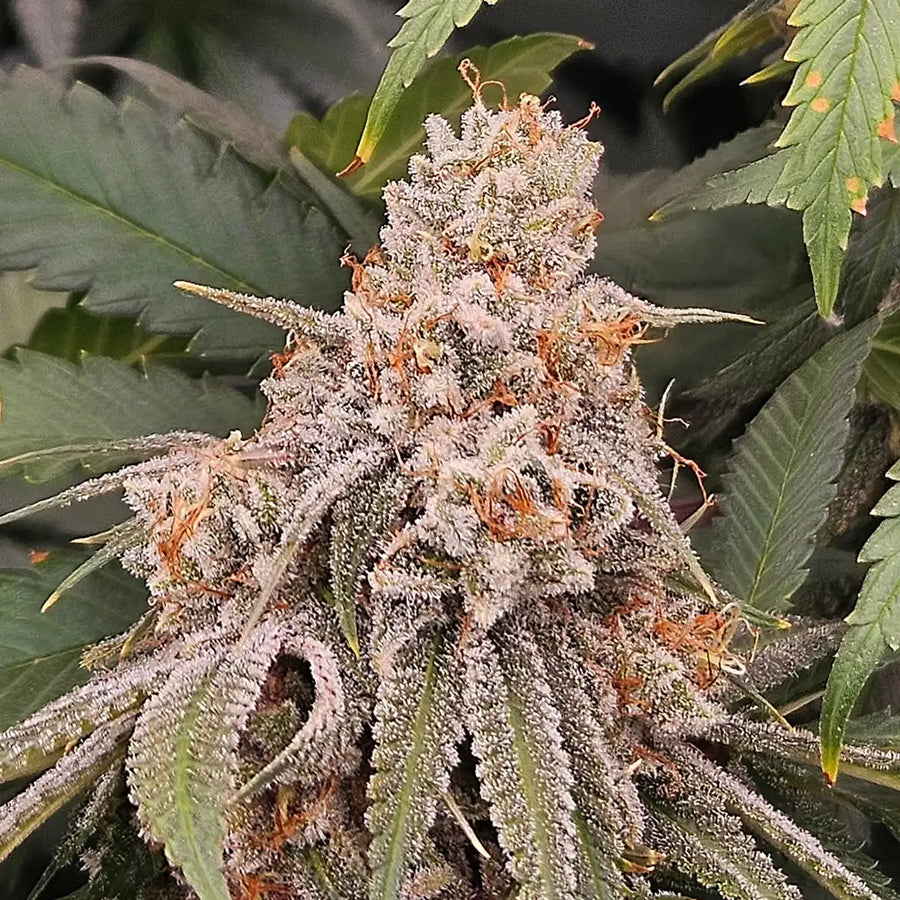 Let's Just Start With Wow!