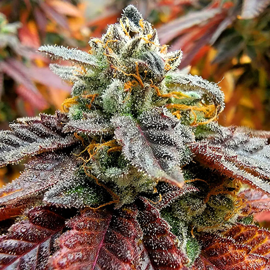 ⭐ 5  Stars, Strongly Recommend!!!