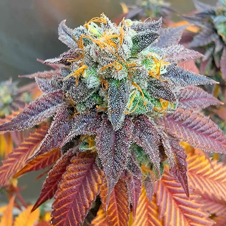 ⭐ 5  Stars, Strongly Recommend!!!