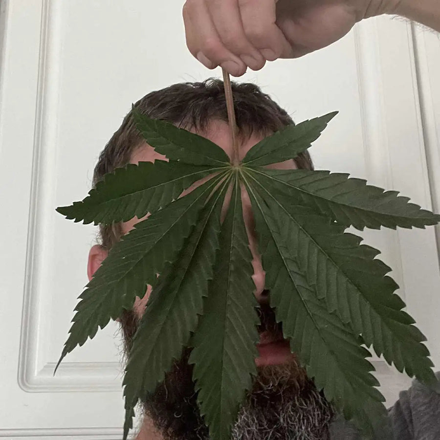 Thickest Stalks & Best Node Spacing!