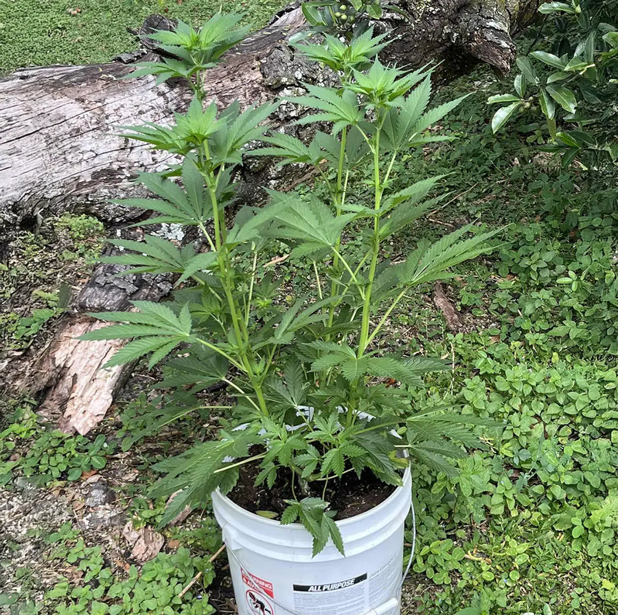 Thickest Stalks & Best Node Spacing!