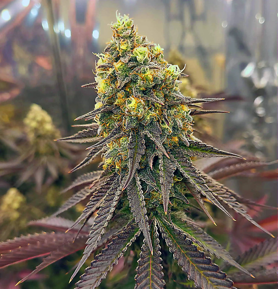 💚We Are In Love With Your Genetics💚