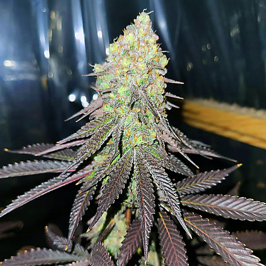 💚We Are In Love With Your Genetics💚