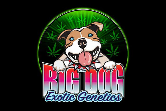 Big Dog Banner #2