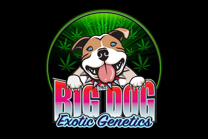 high thc cannabis seeds big dog exotic genetics
