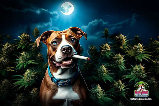 Big Dog Banner #5