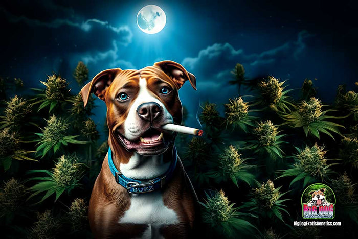 high thc cannabis seeds big dog exotic genetics