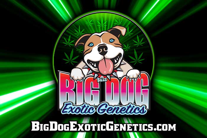 high thc cannabis seeds big dog exotic genetics