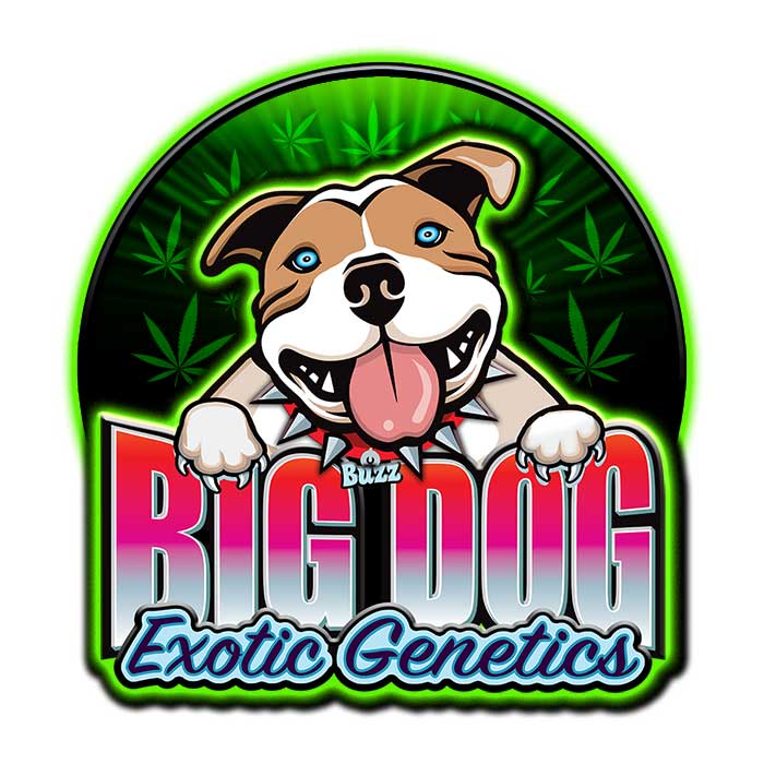 Godfather OG Seeds, Buy Godfather OG Feminized Seeds Online