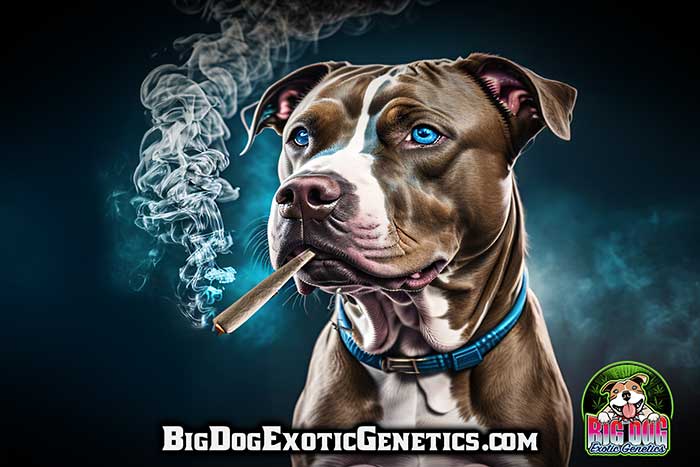 high thc cannabis seeds big dog exotic genetics