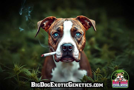 Big Dog Banner #3