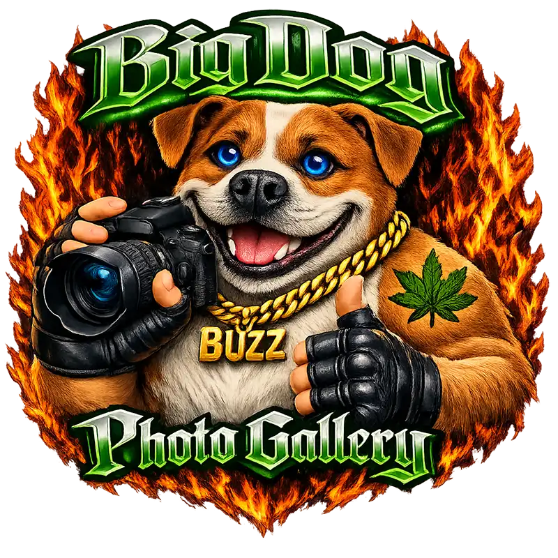 Gallery header image