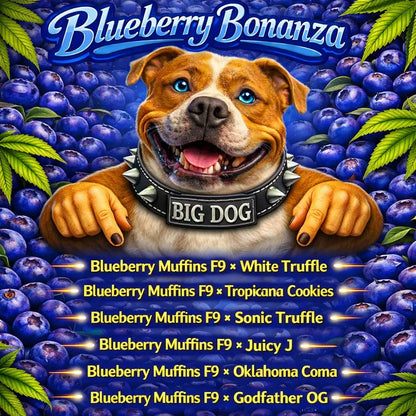 Blueberry Bonanza Set