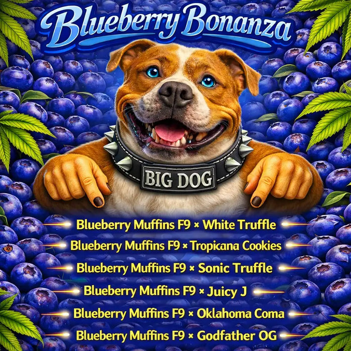 Blueberry Bonanza Set