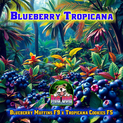 Blueberry Tropicana - Big Dog Novelties