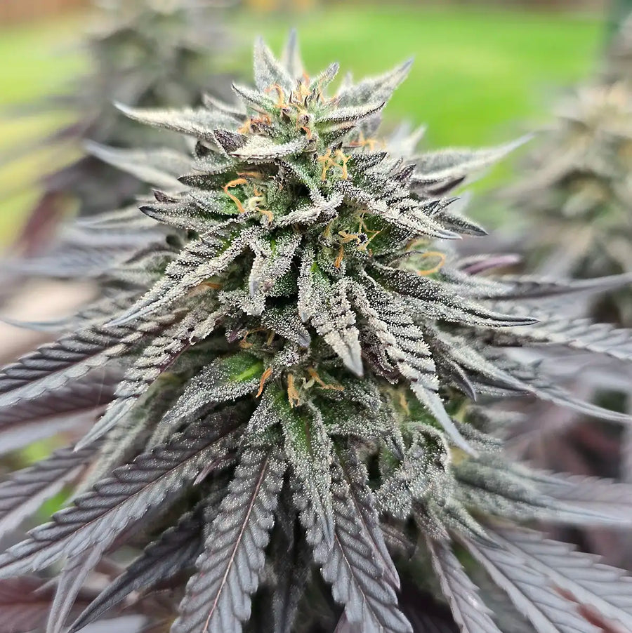 😍 I Can't Believe How Big and Beautiful They Turned Out 😍