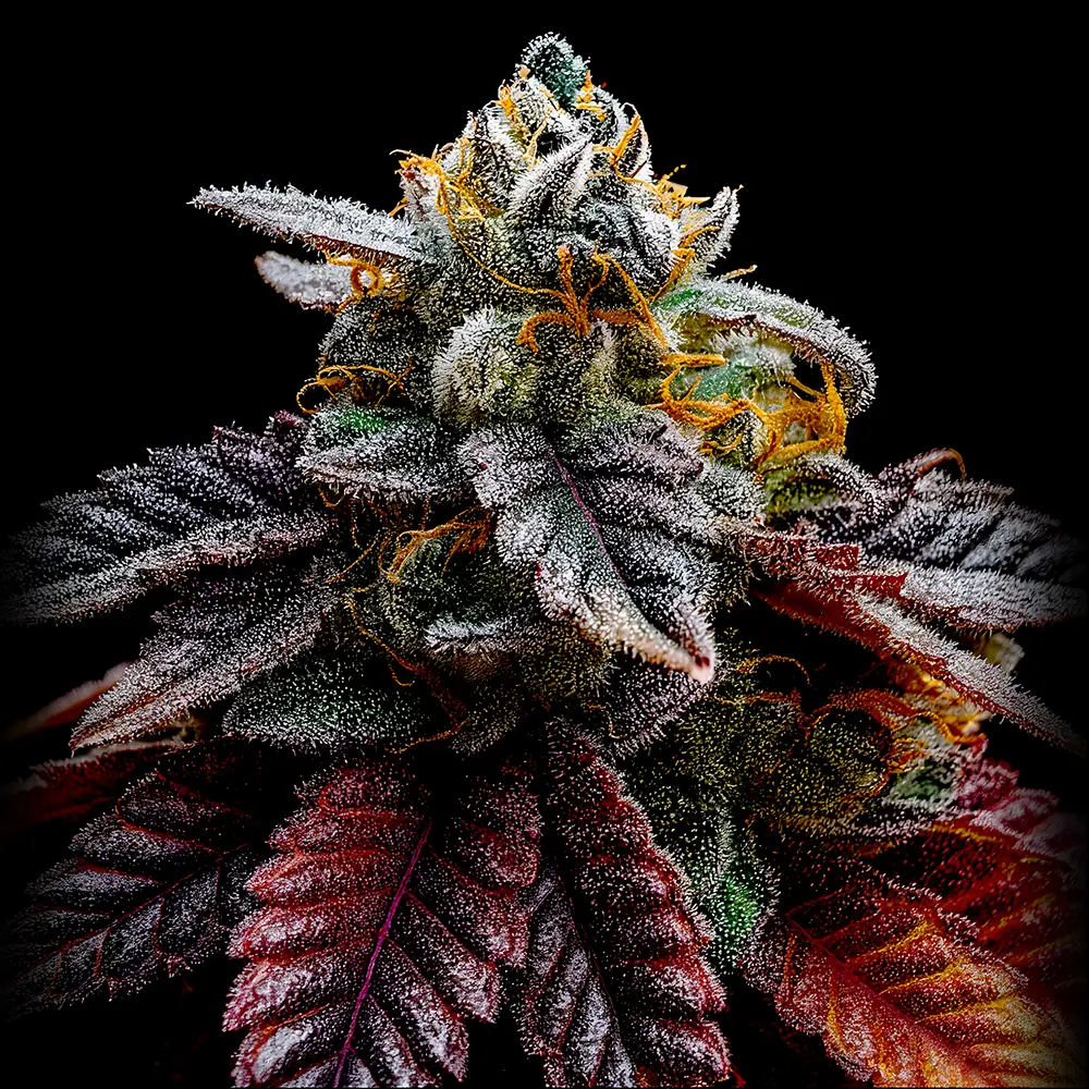 Big Dog Exotic Genetics - High THC marijuana seeds