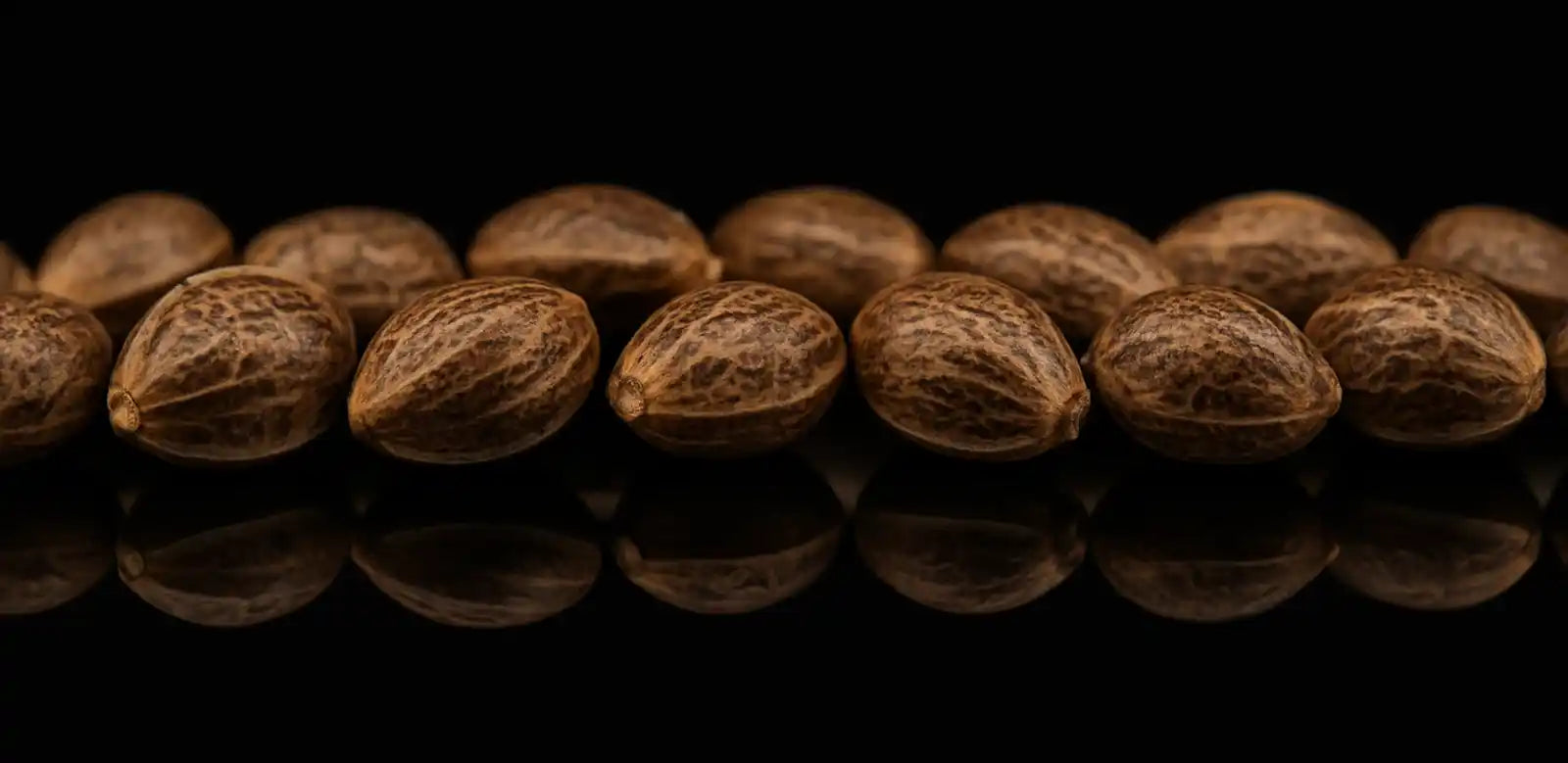 High THC Cannabis Seeds