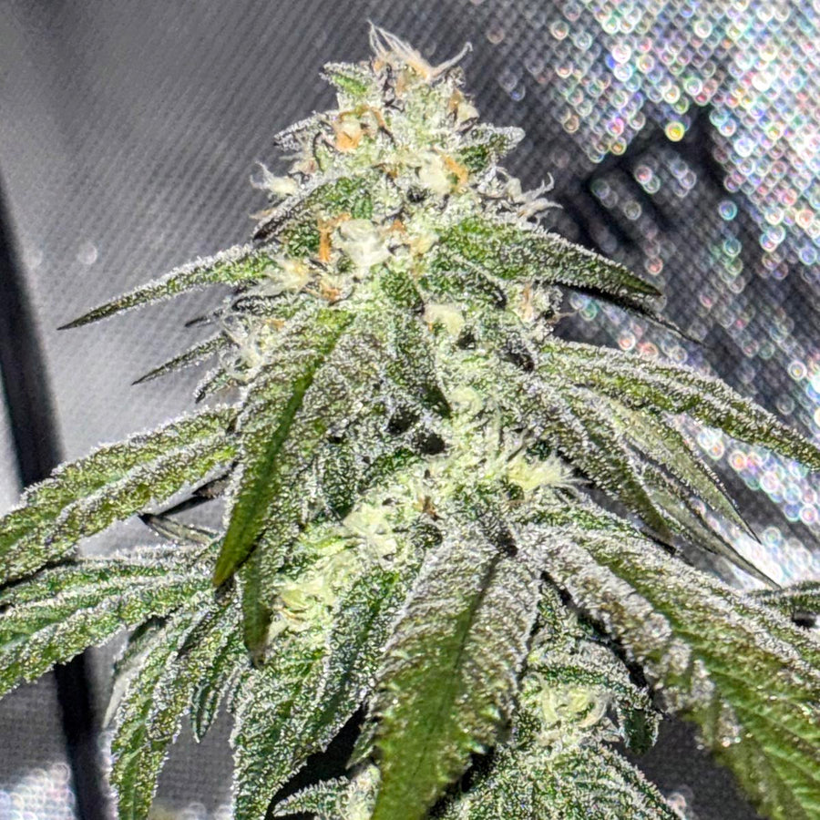 All I Can Say is Wow!