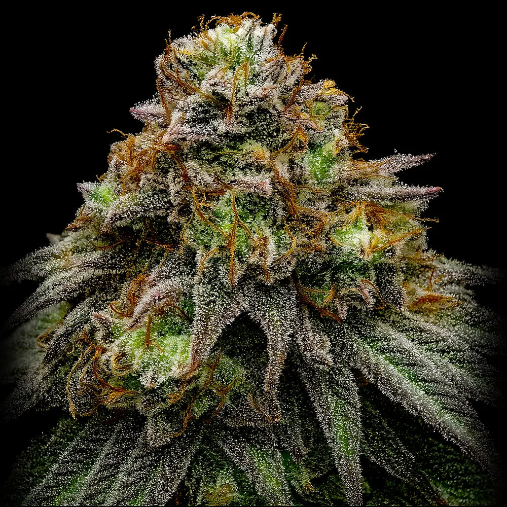Big Dog Exotic Genetics - High THC marijuana seeds