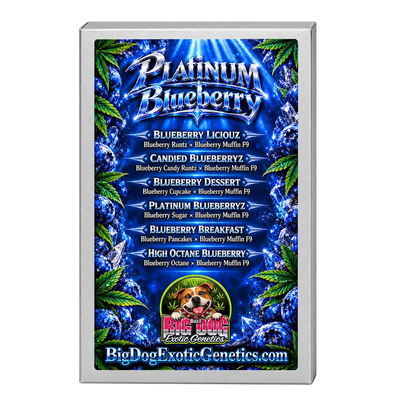Platinum Blueberry Box Set