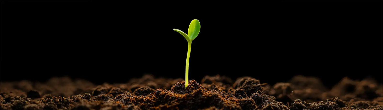 Big Dog Exotic Genetics Cannabis Seedlings
