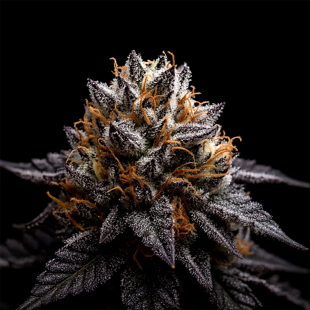 Big Dog Exotic Genetics - High THC marijuana seeds