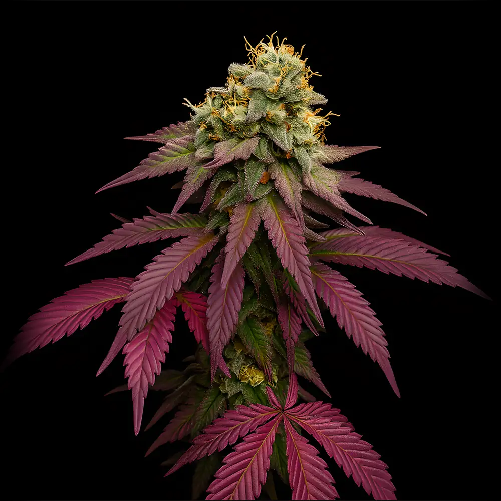 Big Dog Exotic Genetics - High THC marijuana seeds