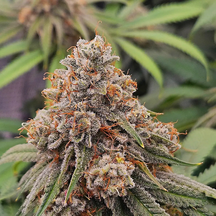Tropicana Pound Cake