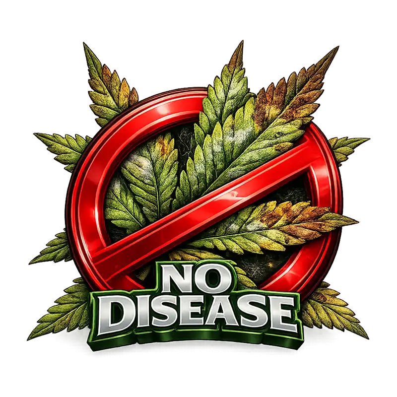 High THC Clones, High THC Cannabis Clones, Exotic Weed Clones, Exotic Pot Clones, High THC Pot Clones