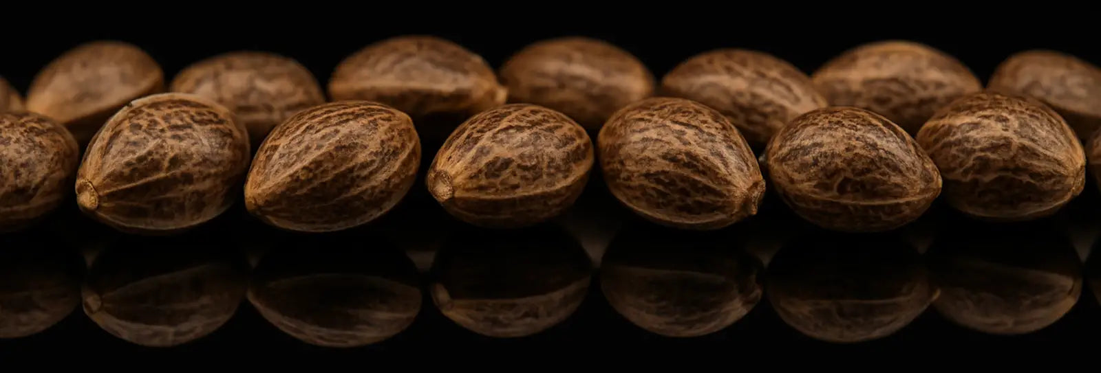 High THC Cannabis Seeds